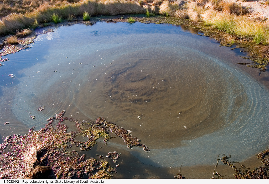 Artesian spring • Photograph • State Library of South Australia