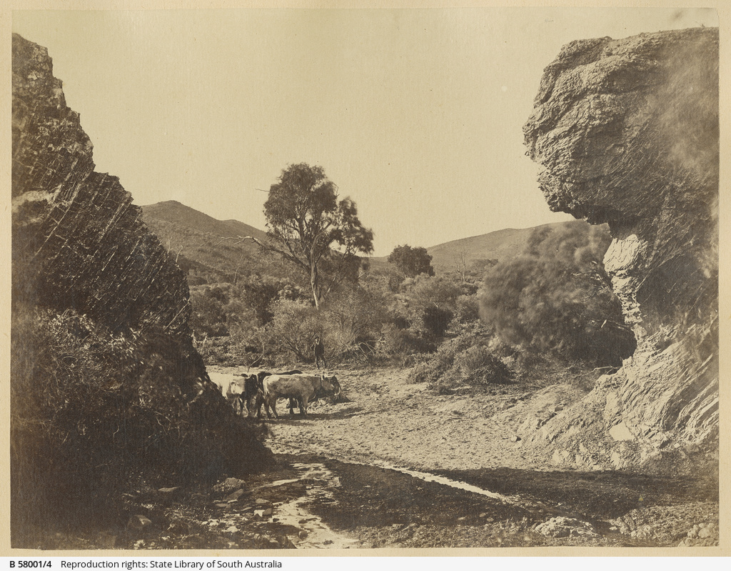 Flinders Ranges History Album containing views of the Flinders Ranges and adjacent country ...